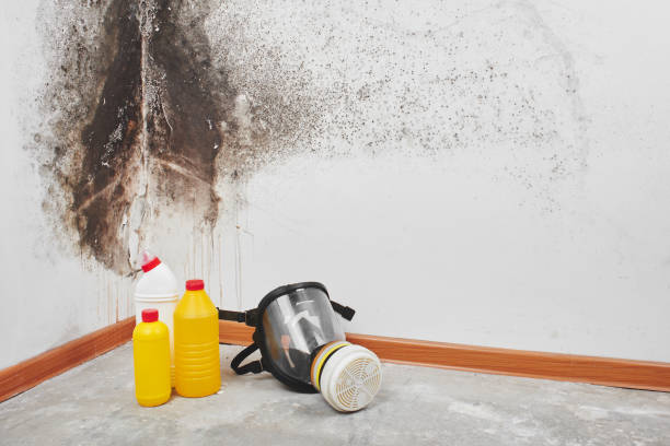 Best Mold Removal Company Near Me  in Coldspring, TX