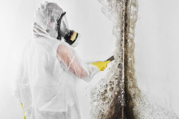 Best Professional Mold Removal  in Coldspring, TX