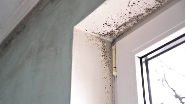 Best Mold Removal Process  in Coldspring, TX