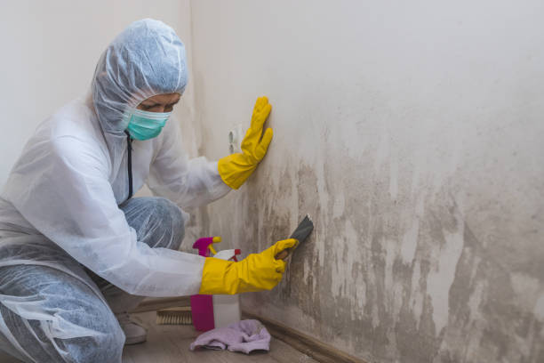 Best Certified Mold Removal  in Coldspring, TX