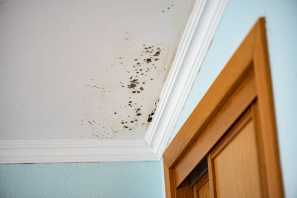 Best Affordable Mold Removal  in Coldspring, TX