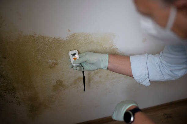 Best Certified Mold Removal  in Coldspring, TX