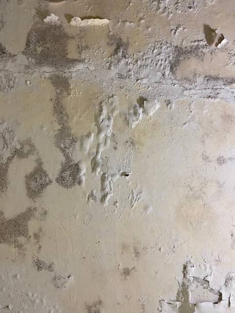 Professional Mold Removal in Coldspring, TX