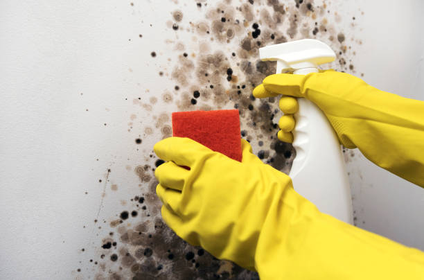 Best Mold Remediation  in Coldspring, TX