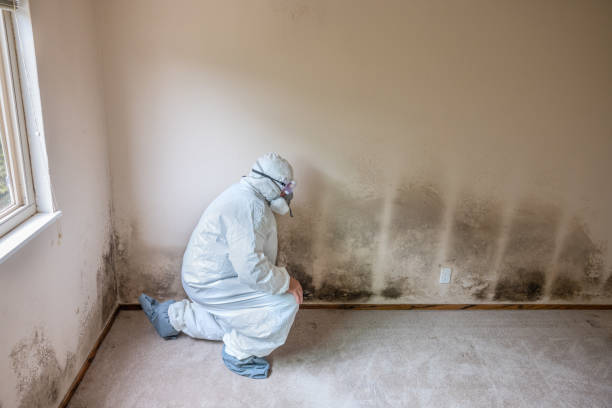 Mold Removal and Inspection in Coldspring, TX