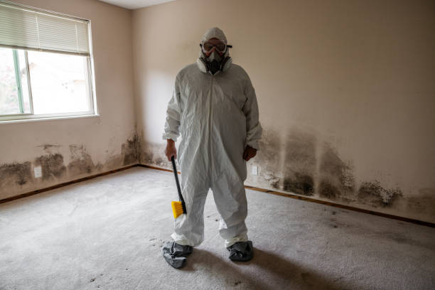 Mold Removal Process in Coldspring, TX