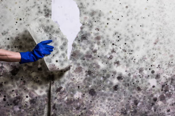 Best Fast Mold Removal  in Coldspring, TX