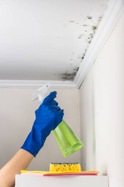 Certified Mold Removal in Coldspring, TX