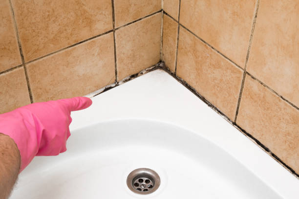 Best Mold Damage Repair  in Coldspring, TX